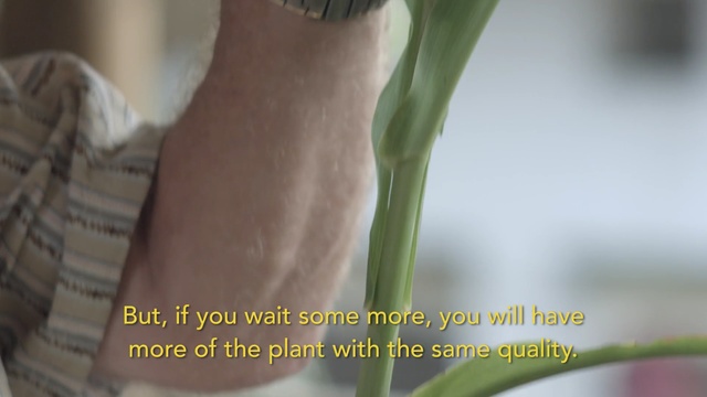 Video Reference: Plant, Plant stem, Hand, Joint, Flower, Finger, Leek
