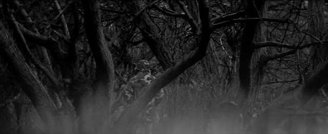 Video Reference: tree, forest, river, landscape, park, water, mountain, trees, outdoor, rock