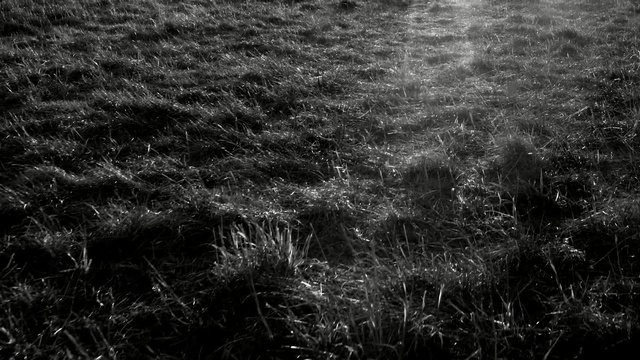 Video Reference: black, black and white, monochrome photography, grass, atmosphere, photography, sky, monochrome, sunlight, grass family