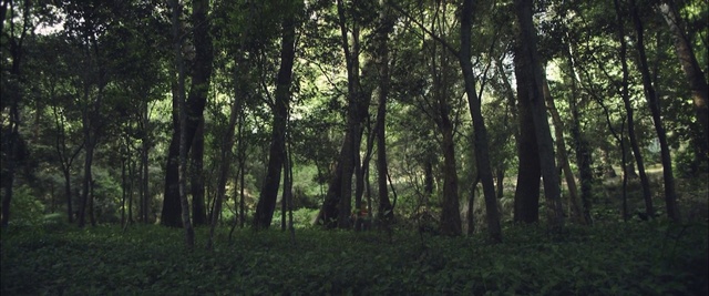 Video Reference: Tree, Forest, Nature, Natural landscape, Woodland, Natural environment, Green, Vegetation, Tropical and subtropical coniferous forests, Nature reserve