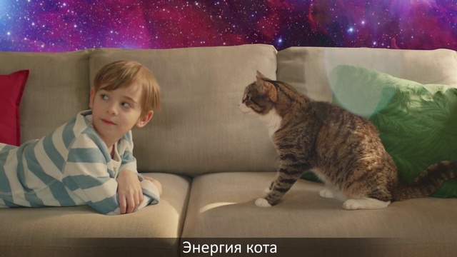 Video Reference: Cat, Felidae, Small to medium-sized cats, Whiskers, European shorthair, Tabby cat, Carnivore, Domestic short-haired cat, Kitten, Fur