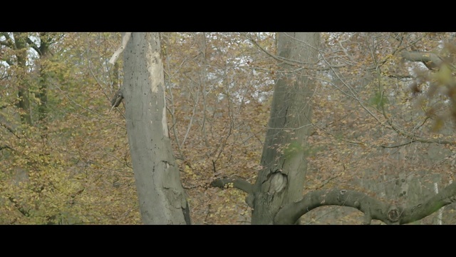 Video Reference: tree, woodland, ecosystem, vegetation, forest, flora, branch, deciduous, trunk, grass