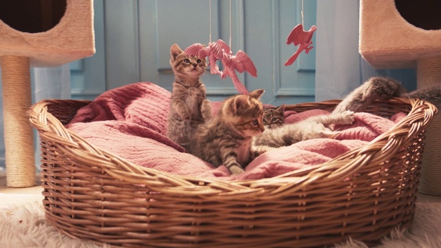 Video Reference: Cat, Small to medium-sized cats, Felidae, Carnivore, Wicker, Basket, Kitten, Cat bed, Egyptian mau, Ocicat