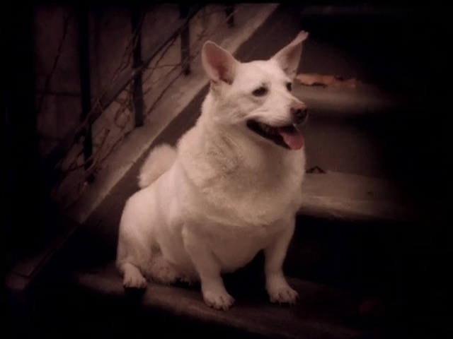 Video Reference: white, dog like mammal, dog breed, dog, dog breed group, berger blanc suisse, snout, white shepherd, carnivoran, whiskers