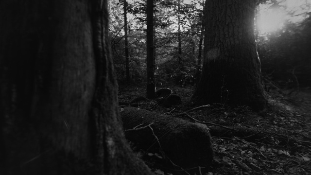 Video Reference: Tree, Black, Nature, Forest, Natural environment, Old-growth forest, Black-and-white, Woodland, Monochrome, Trunk