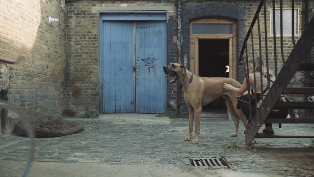 Video Reference: dog, dog like mammal, dog breed, snout, carnivoran, sporting group