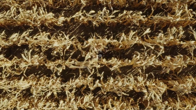 Video Reference: Brown, Grass, Fur, Plant, Soil, Textile, Straw, Pattern, Carpet