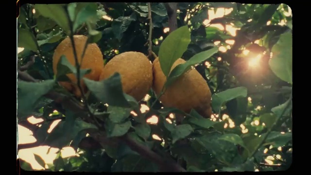Video Reference: Fruit tree, Plant, Tree, Fruit, Citrus, Leaf, Orange, Flower, Sapodilla family, Food