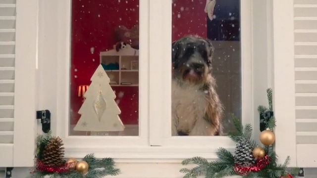 Video Reference: Dog, Canidae, Dog breed, Christmas tree, Christmas, Home, Christmas decoration, Window, Tree, Carnivore
