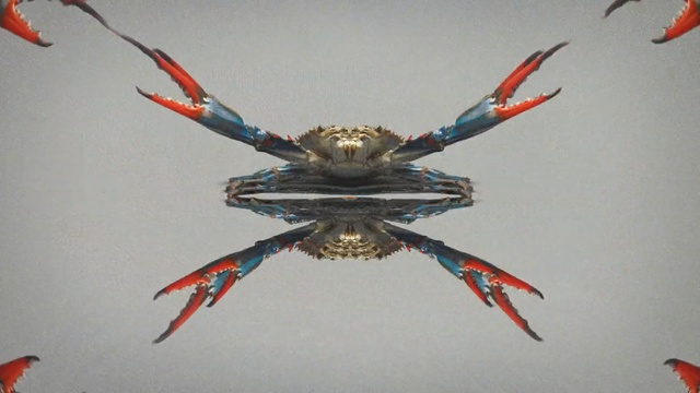 Video Reference: Crab, Decapoda, Invertebrate, Chesapeake blue crab, Seafood, Crustacean, Arthropod, Organism, Freshwater crab, Claw