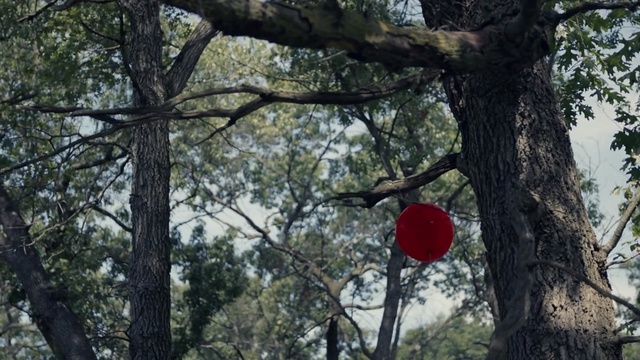 Video Reference: Tree, Nature, Branch, Natural environment, Nature reserve, Biome, Woody plant, Plant, Jungle, Forest