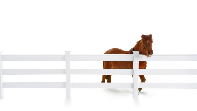 Video Reference: Product, Furniture, Horse, Table, Mane, Jumping, Wood, Liver, Jumping, Sorrel