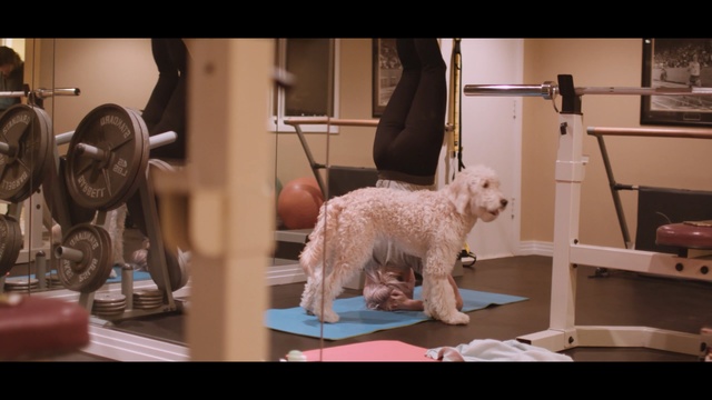 Video Reference: dog, mammal, dog like mammal, vertebrate, room, furniture, carnivoran, Person