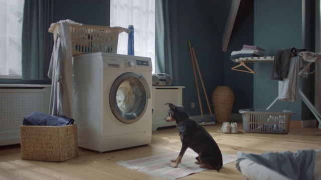 Video Reference: Washing machine, Major appliance, Room, Canidae, Dog, Home appliance, Clothes dryer, Floor, Carnivore, Cat