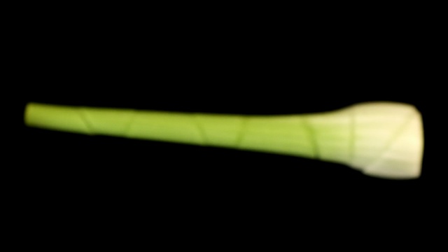 Video Reference: Plant, Plant stem, Macro photography