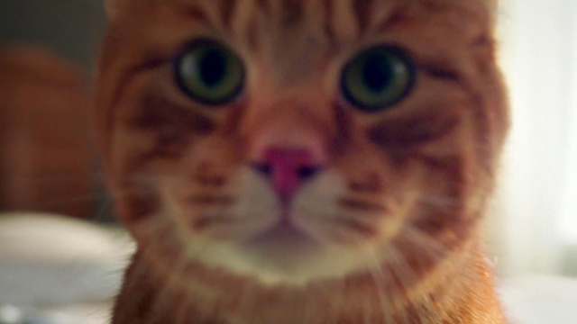 Video Reference: Cat, Mammal, Vertebrate, Whiskers, Small to medium-sized cats, Face, Felidae, Nose, Tabby cat, Facial expression