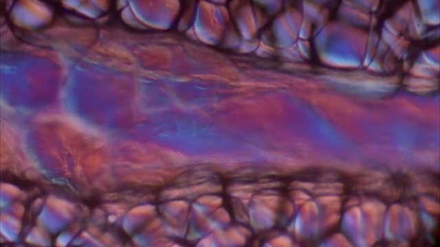 Video Reference: Blue, Purple, Close-up, Water, Organism, Painting, Art, Macro photography, Photography, Acrylic paint, Person