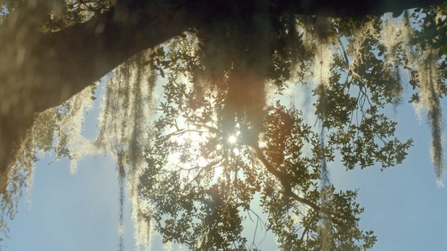Video Reference: tree, sky, light, sunlight, reflection, water, branch