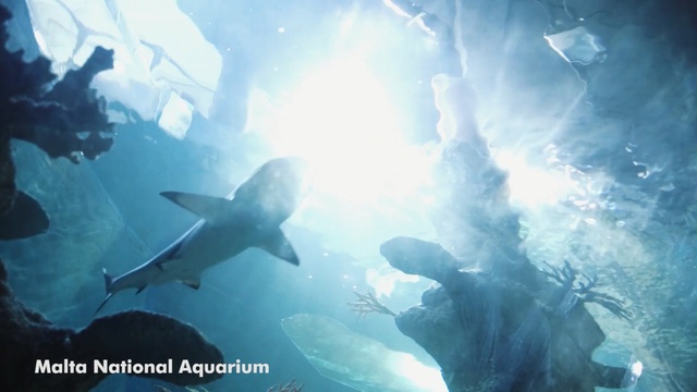 Video Reference: underwater, water, sky, marine biology, atmosphere, organism, computer wallpaper, screenshot, fish, sea