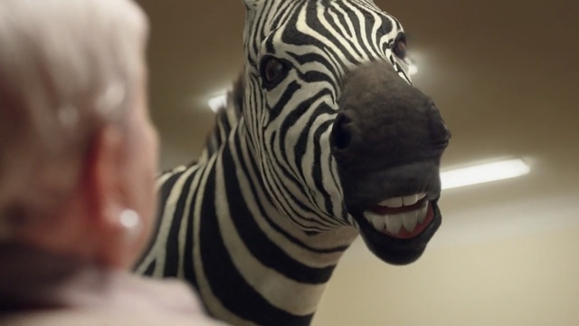 Video Reference: Zebra, Wildlife, Terrestrial animal, Snout, Close-up, Eye, Photography, Animal figure, Black-and-white, Quagga, Person