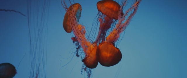 Video Reference: jellyfish, cnidaria, marine invertebrates, invertebrate, orange, organism, sky, marine biology