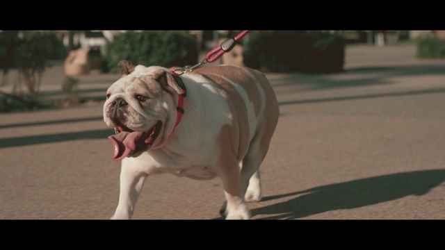 Video Reference: Dog, Mammal, Vertebrate, Dog breed, Canidae, Olde english bulldogge, Bulldog, American bulldog, Old english bulldog, Carnivore