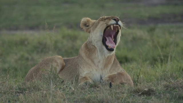 Video Reference: Wildlife, Mammal, Vertebrate, Terrestrial animal, Lion, Felidae, Facial expression, Safari, Grassland, Big cats