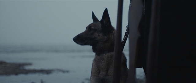 Video Reference: Dog, Canidae, Atmospheric phenomenon, Dog breed, Belgian shepherd, Snow, Snout, Carnivore, Dutch shepherd dog, Belgian shepherd malinois