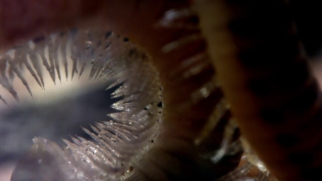 Video Reference: Iris, Close-up, Eye, Macro photography, Organ, Brown, Water, Eyelash, Organism, Photography