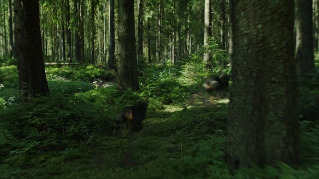 Video Reference: Forest, Woodland, Nature, Natural environment, Tree, Old-growth forest, Nature reserve, Vegetation, Tropical and subtropical coniferous forests, Spruce-fir forest, Grass, Outdoor, Wood, Green, Wooded, Field, Standing, Lush, Area, Path, Walking, Trail, Grassy, Grazing, Man, Black, Bear, Park, Large, White, Dog, Horse, Group, Red, Herd, Sheep, Jungle, Plant, Biome, Animal