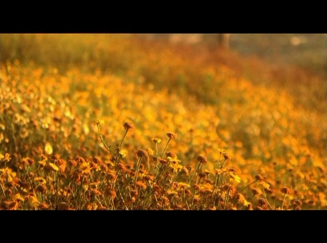 Video Reference: People in nature, Nature, Yellow, Field, Orange, Natural landscape, Sunlight, Leaf, Grass, Flower