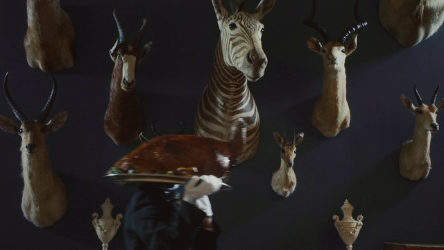 Video Reference: Wildlife, Antelope, Deer, Terrestrial animal, Snout, Fawn, Organism, Springbok, White-tailed deer, Pronghorn