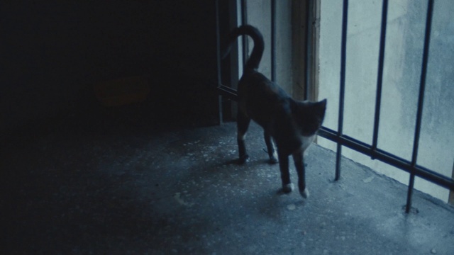 Video Reference: Black, Light, Canidae, Darkness, Dog, Cat, Tail, Guard dog, Black cat, Felidae