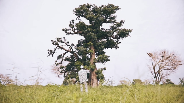 Video Reference: Tree, Woody plant, Natural landscape, Plant, Atmospheric phenomenon, Grass, Savanna, Grass family, Grassland, Branch