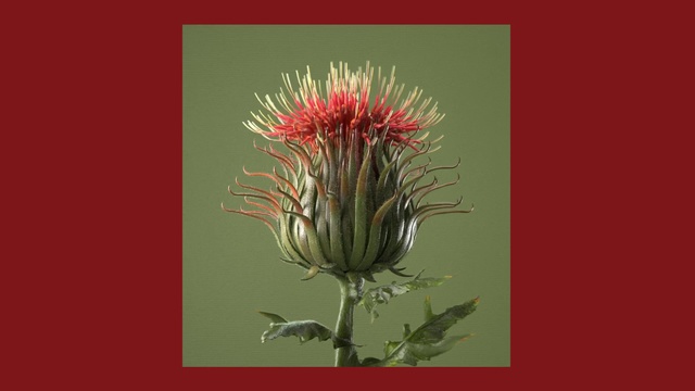 Video Reference: Flower, Thistle, Plant, Flowering plant, Botany, Distaff thistles, Wildflower, Noxious weed, Burdock
