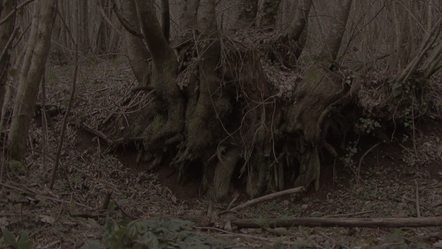 Video Reference: ecosystem, forest, tree, woodland, soil, old growth forest, formation, biome, trunk, branch