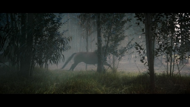 Video Reference: nature, wildlife, woodland, forest, ecosystem, tree, atmosphere, darkness, screenshot, morning