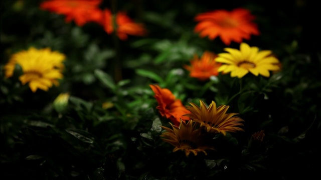 Video Reference: flower, yellow, flora, plant, petal, leaf, wildflower, spring, sunlight, daisy family