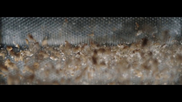 Video Reference: Organism, Water, Close-up, Insect, Membrane-winged insect