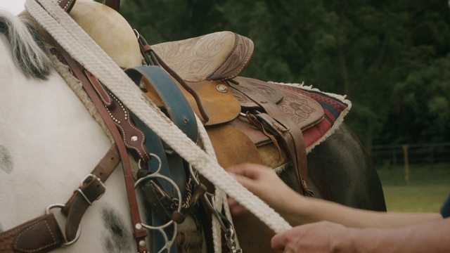 Video Reference: Bridle, Horse tack, Rein, Horse harness, Halter, Saddle, Horse
