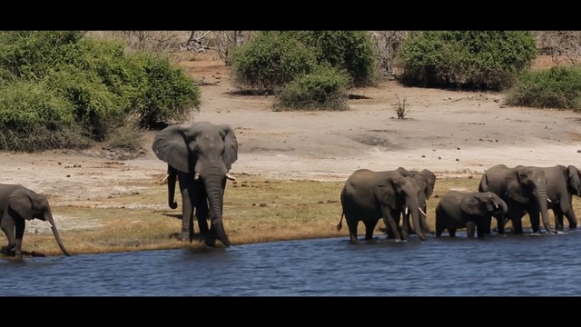 Video Reference: elephant, wildlife, elephants and mammoths, terrestrial animal, herd, indian elephant, wilderness, fauna, safari, nature reserve, Person
