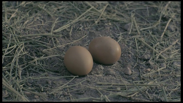 Video Reference: Egg, Egg, Nest