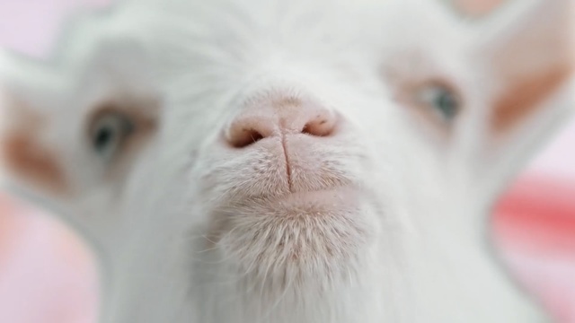 Video Reference: Nose, Whiskers, Close-up, Snout, Dog breed, Canidae, Carnivore, Puppy, Cat, Felidae