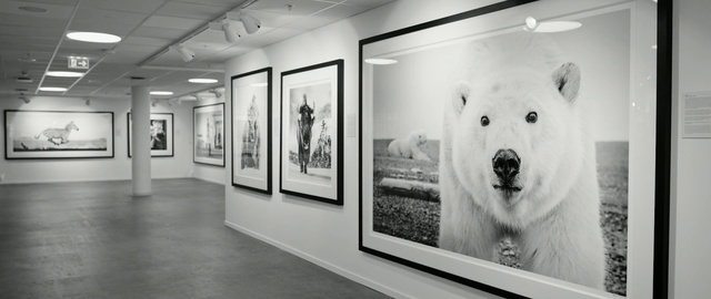 Video Reference: White, Art gallery, Black-and-white, Art exhibition, Tourist attraction, Visual arts, Art, Museum, Wall, Stock photography