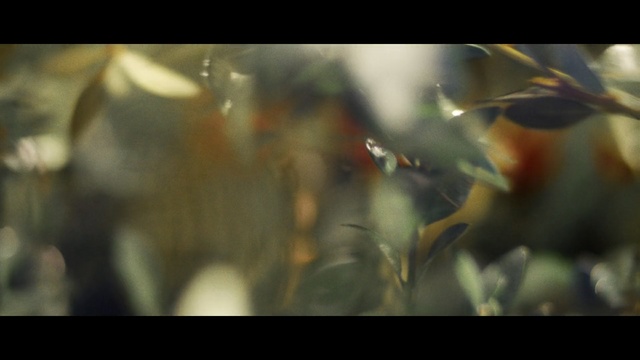 Video Reference: leaf, branch, sunlight, close up, flora, macro photography, morning, plant, water, moisture, Person