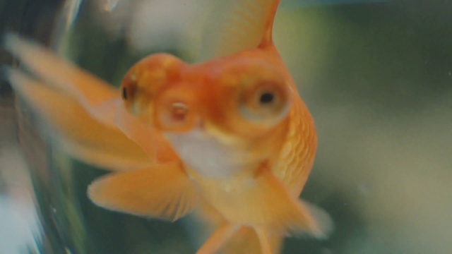 Video Reference: Fish, Goldfish, Fin, Feeder fish, Fish, Marine biology, Organism, Freshwater aquarium, Close-up, Tail