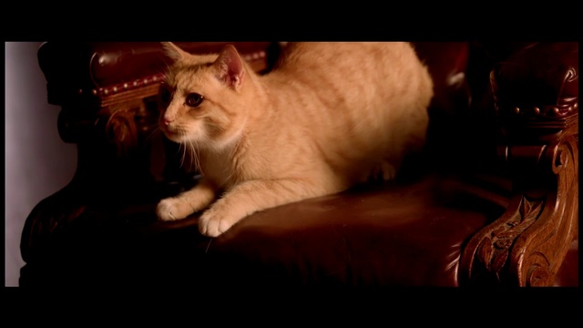 Video Reference: Cat, Mammal, Vertebrate, Small to medium-sized cats, Felidae, Whiskers, Carnivore, Birman, Snout, Burmilla