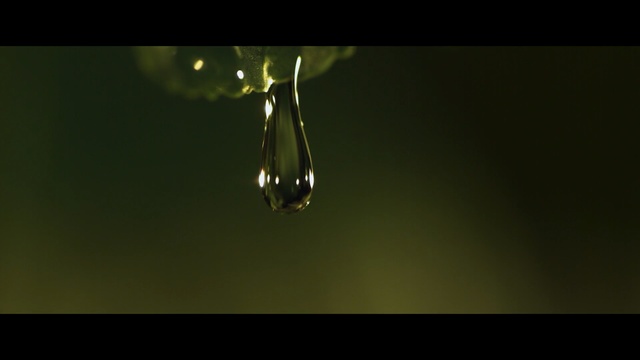 Video Reference: water, macro photography, drop, photography, close up, moisture, darkness, dew, insect, membrane winged insect