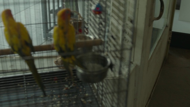 Video Reference: Bird, Vertebrate, Cage, Parakeet, Budgie, Beak, Animal shelter, Parrot, lorikeet, Lovebird