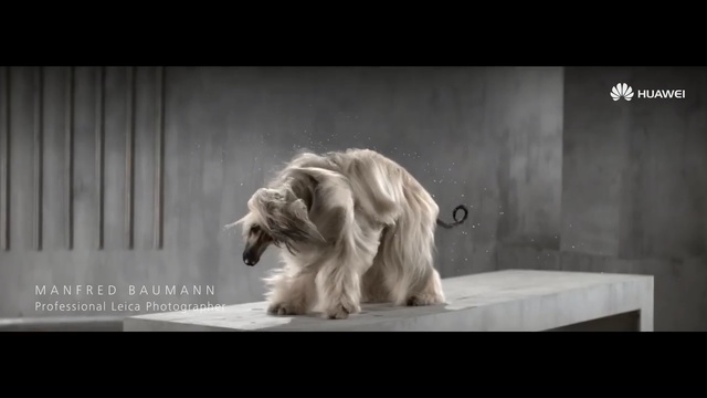 Video Reference: Mammal, Vertebrate, Dog breed, Dog, Canidae, Carnivore, Tibetan terrier, Fur, Terrier, Non-Sporting Group